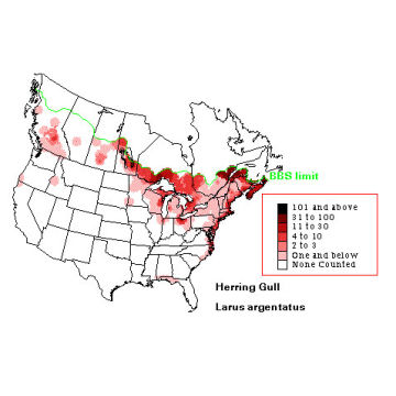 Herring Gull distribution map