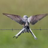Scssor-tailed Flycatcher