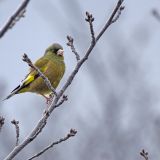 Oriental Greenfinch