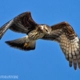 Female - December 4, 2012 in St. Cloud, Florida, US.