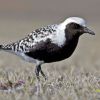 Black-bellied Plover