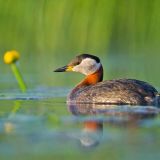 Breeding plumage - June 2011