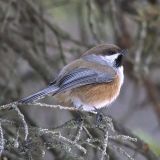 Boreal Chickadee