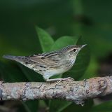 Lanceolated Warbler