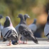 A flock of pigeons