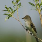 Willow Flycatcher