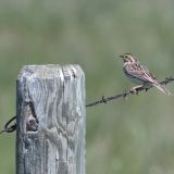 Baird's Sparrow