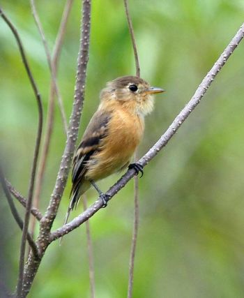 Buff-breasted Flycatcher