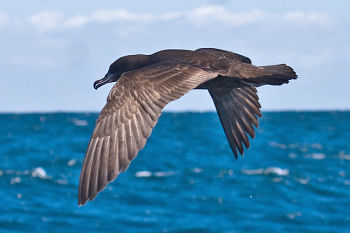 Flesh-footed Shearwater