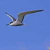 Aleutian Tern