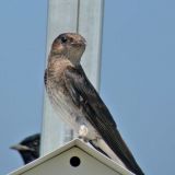 Female - Madison, Connecticut, US - July 28, 2010