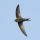 Common Swift