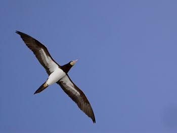 Brown Booby