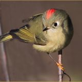 Male Ruby-crowned Kinglet