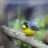 Canada Warbler