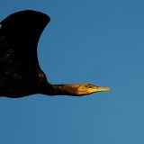 In flight