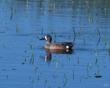 Blue-winged Teal