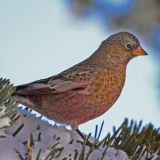 Brown-capped Rosy Finch