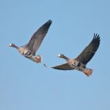 In flight