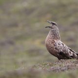 Great Skua