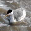 Clark's Grebe