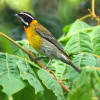 Stripe-headed Tanager