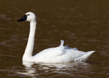 Tundra Swan