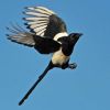 Black-billed Magpie