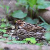 Little Bunting