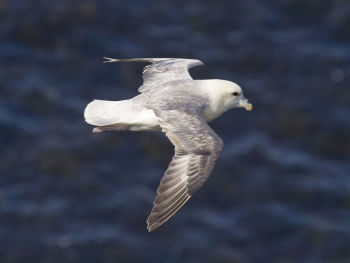 Northern Fulmar