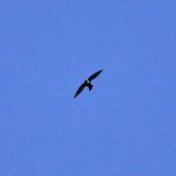 White-collared Swift in Cockpit Country