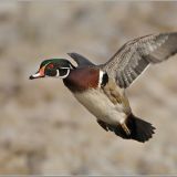 Wood Duck landing