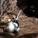 White-tailed Tropicbird