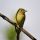 Yellow-bellied Flycatcher