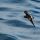 Wedge-rumped Storm-Petrel