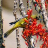 Female - feeding on Ocotillo nectar (Fouquieria splendens), Lost Palms Oasis Trail, Joshua Tree NP, Riverside Co., CA - May 2009