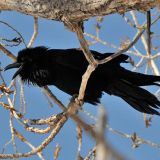 Chihuahuan Raven