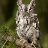 Gray phase Eastern Screech-owl