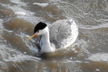 Clarke's Grebe