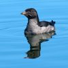 Rhinoceros Auklet