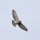 In flight - Grant, Michigan, US -  April 24, 2010