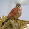 Eurasian Kestrel