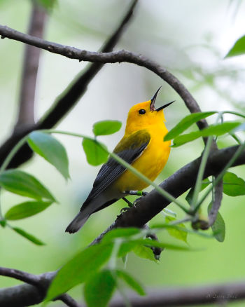 Prothonotary Warbler