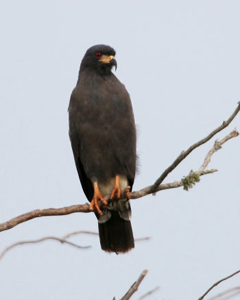 Male Snail Kite