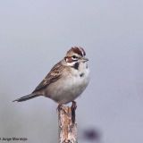 Lark Sparrow