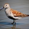 Dunlin