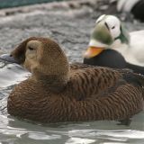 Threatened spectacled eider female and male (Somateria fischeri), Alaska SeaLife Center, Seward, Alaska