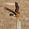 Northern Harrier