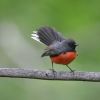 Slate-throated Redstart