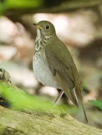 Gray-cheeked Thrush